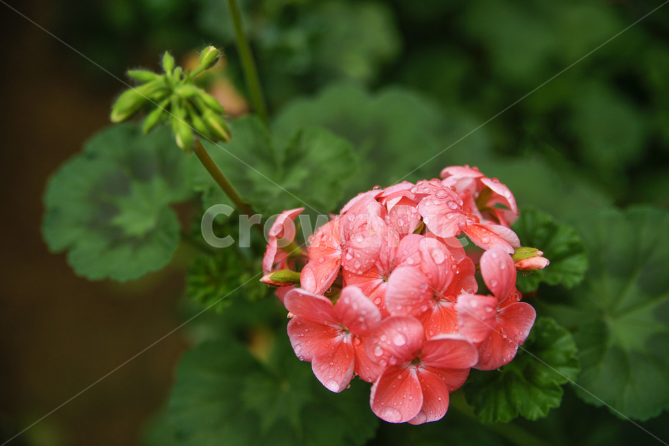 꽃,씨앗,이슬,빨강,파랑,심도,식물,자연,plants,nature,꽃,flower