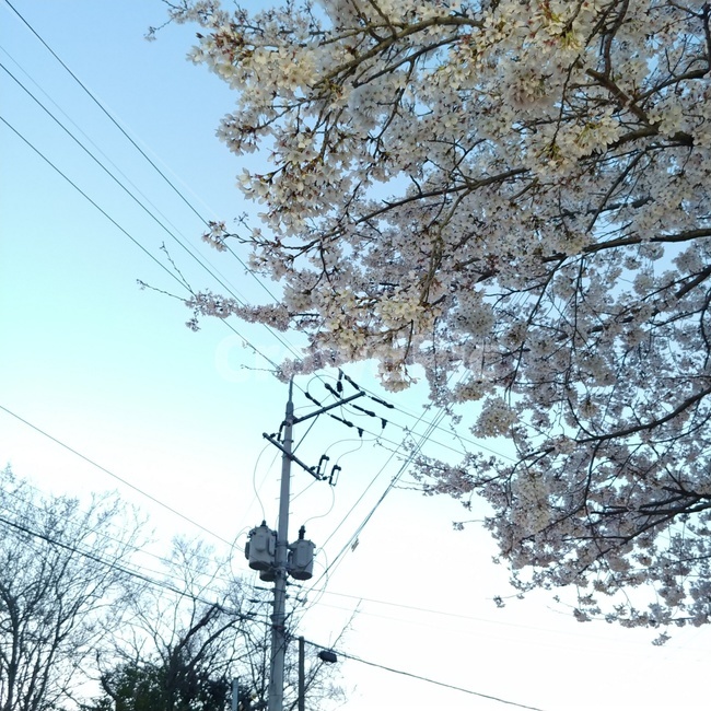 벚꽃,벚꽃나무,하늘,맑은,전봇대,식물,자연,plants,nature,꽃,flower