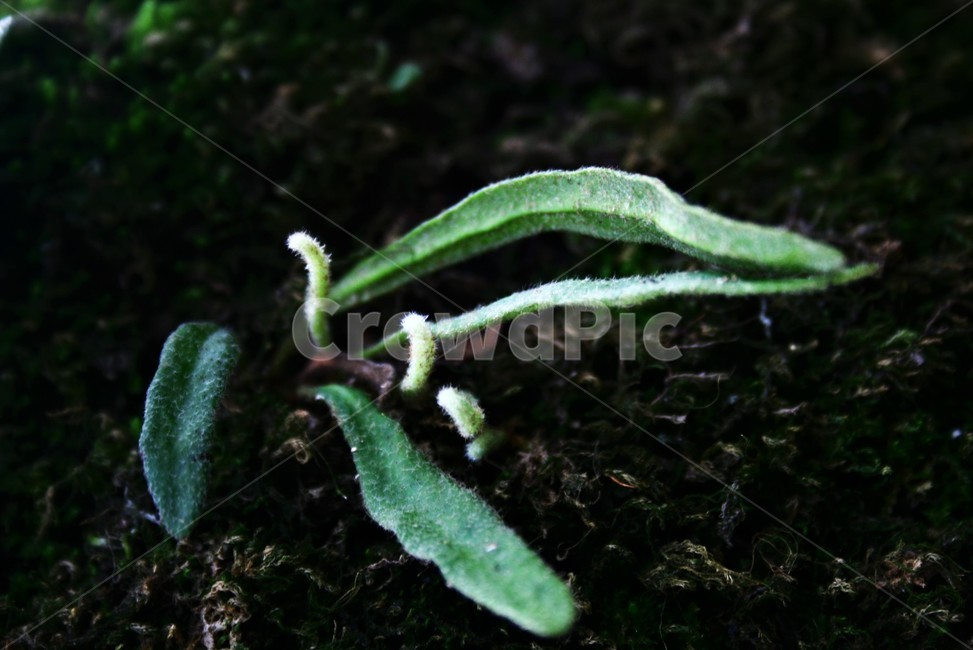 우단일엽초,고란촛과,양치식물,상록,여러해살이풀,야생초,식물,자연,plants,nature
