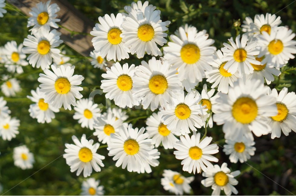 마가렛꽃,봄,흰색,풍경,꽃,빛,식물,자연,plants,nature,꽃,flower