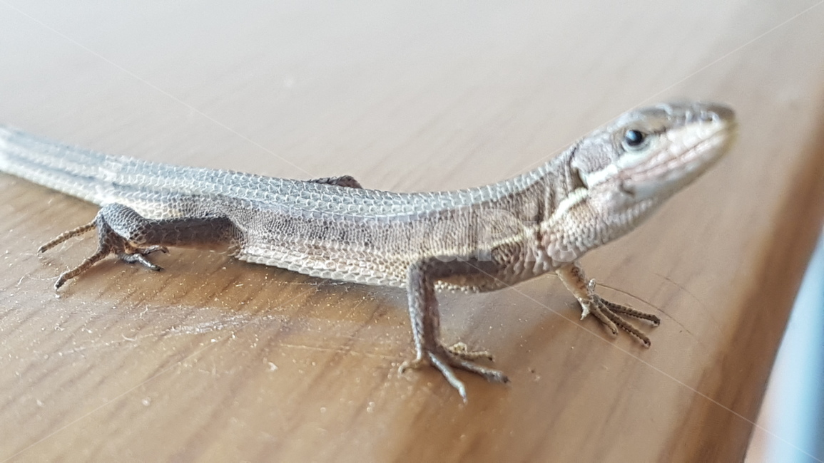 도마뱀,animal,눈,동물,포스,파충류,양서류,reptile,amphibian