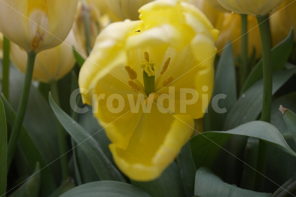 꽃,튤립,노란색,플라워,식물,예쁜꽃,tulips,flowers,plants,pretty,Pure,순수,향기,아름다운,접사자연,nature,그래픽,웹디자인,sensible,flower,식물도감,야생화,들꽃,배경,느낌,감성,인쇄,디자인,전단,잡지,잡지wepdesign,design,advertisement,column,컬럼,뉴스레터,마케팅,홍보물,홍보,식물,자연,plants,nature,꽃,flower