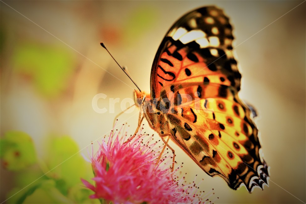 꽃,나비,가을,곤충,butterfly,식물,자연,plants,nature,꽃,flower,곤충,벌레,insect,bug