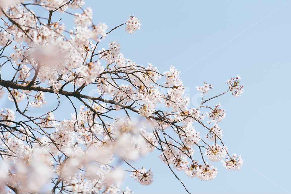 봄,벚꽃,꽃,나무,벚꽃축제,봄꽃,blossom,cheeryblossom,사쿠라,sakura,plant,식물,봄,계절,spring,season