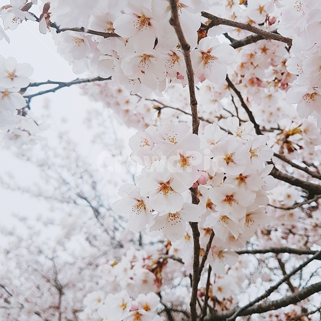 감성,자연,풍경,힐링,꽃
