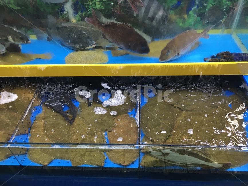 aquatic,물의,water,물,바다,물고기