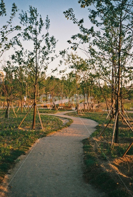 tree,나무,plant,식물,ground,산책로,공원,자연,풍경,nature,landscape,바닥