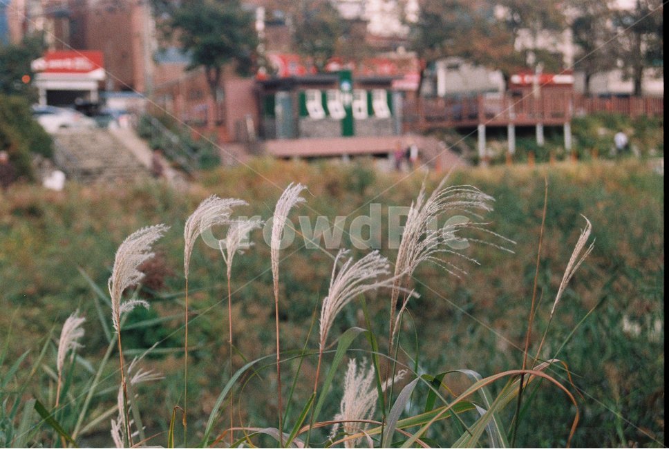 자연,풍경,감성사진,필름,필름사진,갈대,억새,하천,우이천,자연,풍경,nature,landscape,grass,잔디,plant,식물,lawn,reed
