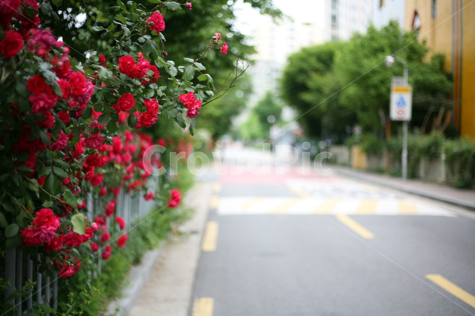장미,여름,도로,길,blossom,plant,식물,geranium,제라늄,flower,꽃,rose,여름,계절,summer,season,식물,자연,plants,nature