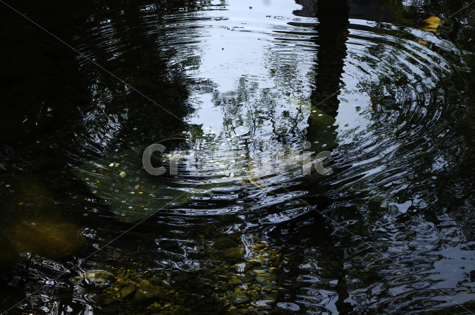 연못,동전,물,water,outdoors,옥외