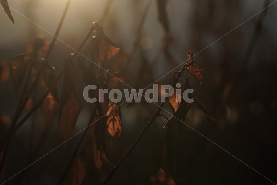 겨울,낙엽,나무,식물,일출,빛,식물,자연,plants,nature,감성,sensible,feeling,휴식,힐링,rest,relaxation,healing