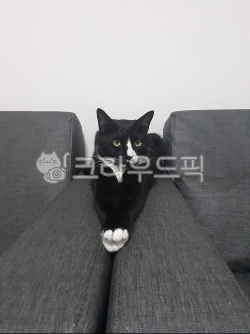 chic,cat,sexy posture,pet