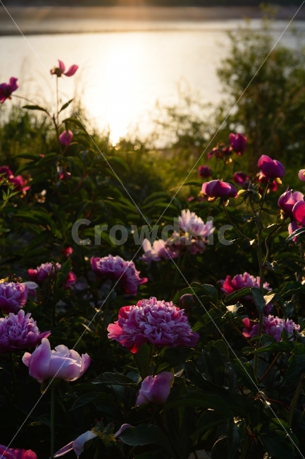 감성사진,꽃,일출,감성,작약꽃,휴식,힐링,rest,relaxation,healing,식물,자연,plants,nature,꽃,flower