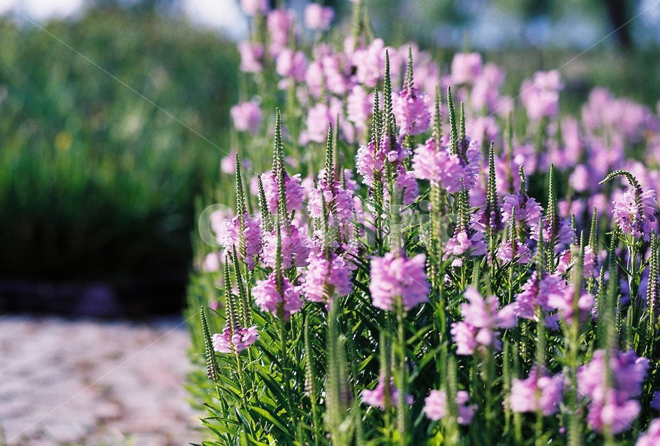 plant,식물,삼락생태공원,야생화,피소스테기아,physostegiavirginiana