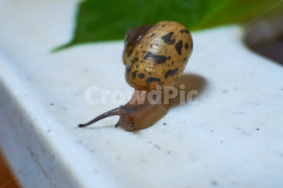 달팽이,연체동물,자연,동물,생물,animal,natuer,snail,접사