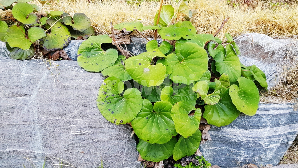 나뭇잎,풀,잡초,길가,전봇대,식물,자연,plants,nature