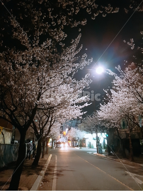 벛꽃나무,벚꽃축제,야경,벚꽃,벚꽃야경,봄,계절,spring,season,야경,밤,풍경,nightscape,night,landscape,plant,식물,blossom,꽃,flower,cherry blossom,asphalt,아스팔트