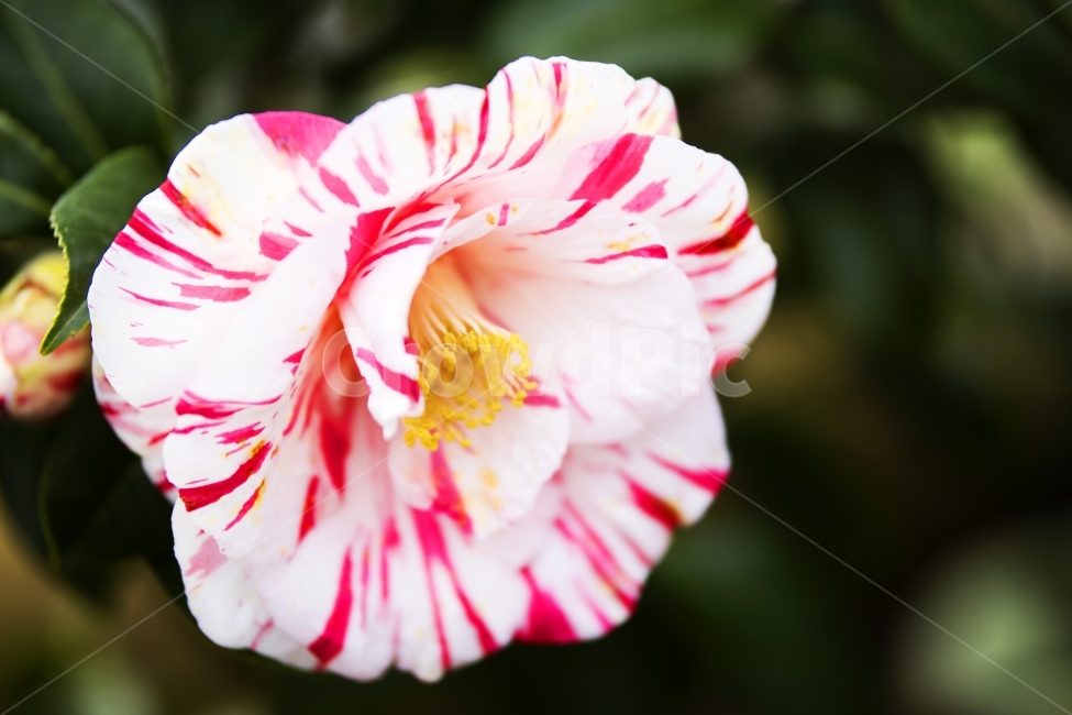 오색동백,동백나무,동백꽃,제주도동백,하우스동백,겨울동백,식물,자연,plants,nature,꽃,flower,감성,sensible,feeling