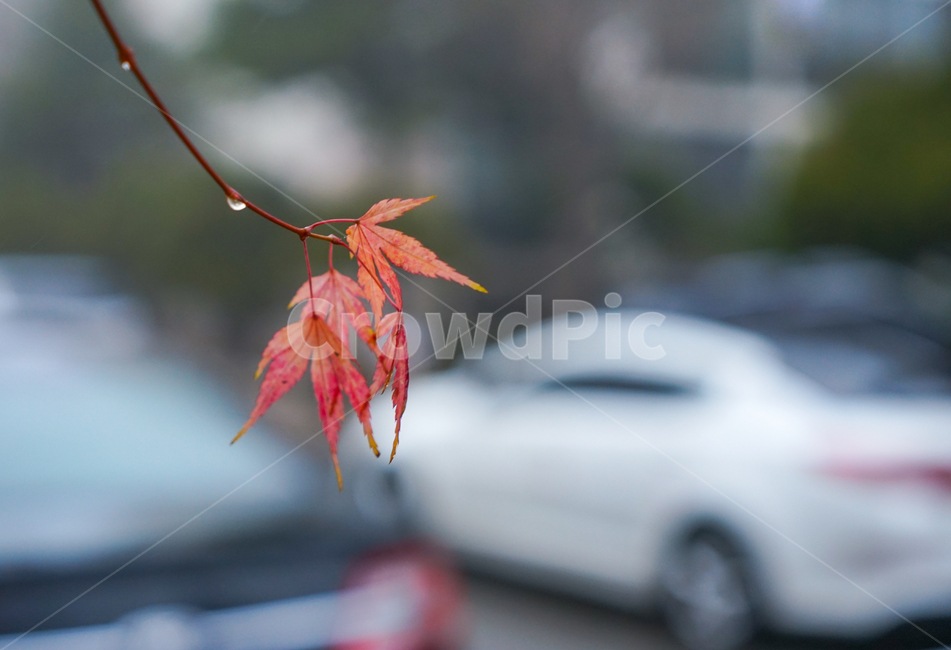 겨울비,단풍,잎,잎새,빗방울,자연,식물,나무,계절,가을,계절,fall,autumn,season,식물,자연,plants,nature,비,비오는날,rain,rainy,plant,leaf,tree