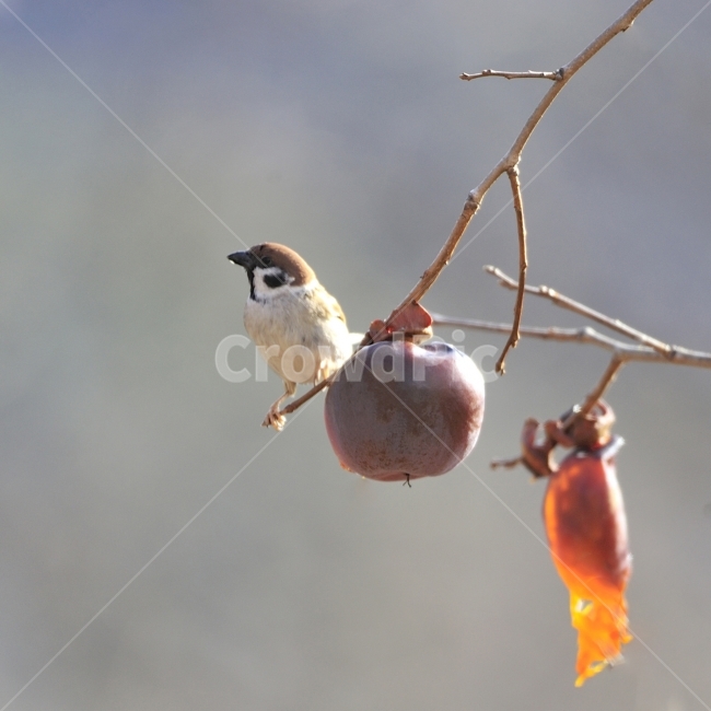참새,새,방앗간,홍시,쪽돌의사진세상,사립문,쪽돌,겨울,계절,winter,season,동물,animal,조류,새,birds,과일,열매,fruit