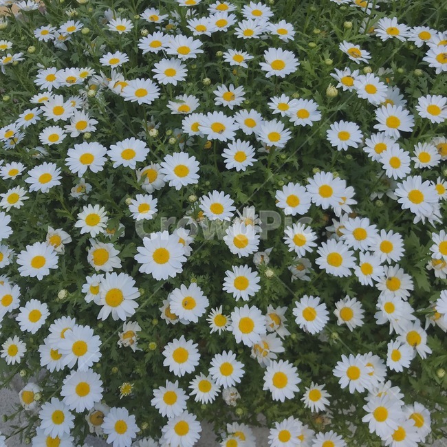 꽃,계란꽃,자연,식물,힐링