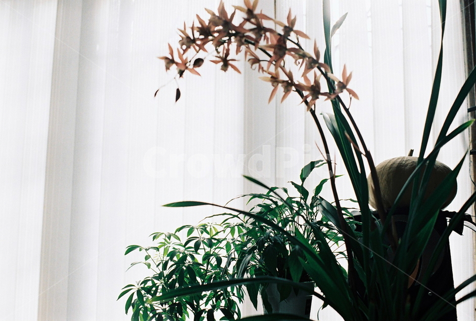 난,난꽃,창문,햇살,식물,orchid,flower,window,sunshine,inner,실내,따뜻한,아늑한,호박,화분,연출,구성,버티컬,vertical,식물,자연,plants,nature,꽃,flower,실내용화초,화분,화초,house plant,감성,sensible,feeling