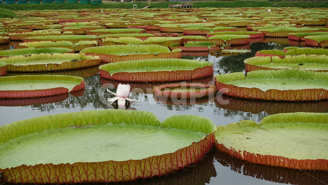 plant,식물,수련,왕가시수련,연못,pond