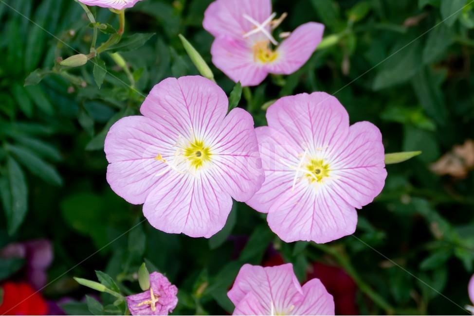 꽃,접사,식물,자연,plants,nature,flower,쌍둥이꽃,색깔,색상,색채,색감,colorsense,colorsensitivity,feelingofcolor