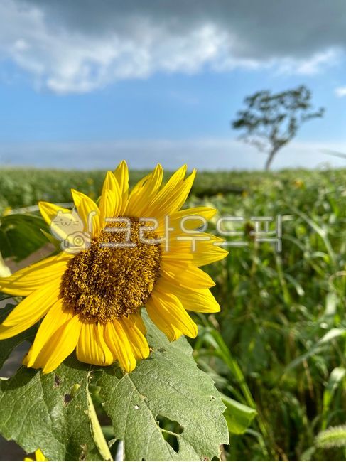 Field,background,plant,Wallpapers,sunflower,flower