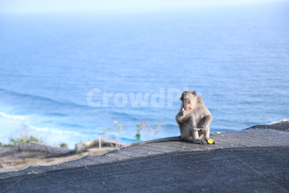원숭이,monkey,animal,동물,자연,동물,animal,포유류,mammal