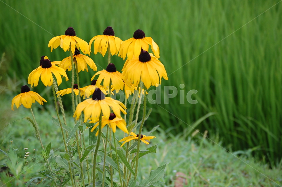 yellow,wild flowers,country road,summer flowers,rudbeckia