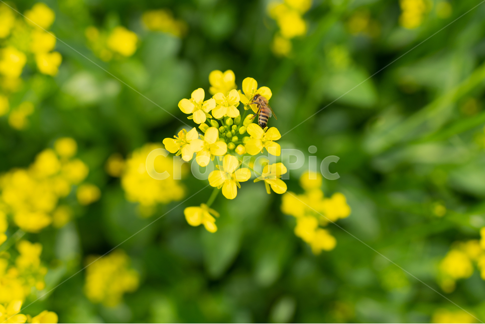 유채꽃,파란,하늘,꽃,자연,나무,구름,sky,tree,cloud,rapeflower,flower,식물,자연,plants,nature,꽃,flower,동물,animal,곤충,벌레,insect,bug