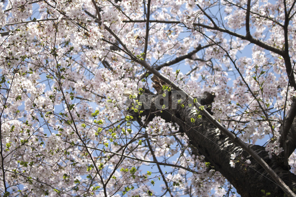 벚꽃,봄,꽃,꽃나무,꽃잎,분홍색,꽃놀이,꽃구경,봄,계절,spring,season,식물,자연,plants,nature,꽃,flower,나무,trees,wood,plant,blossom,cherry blossom