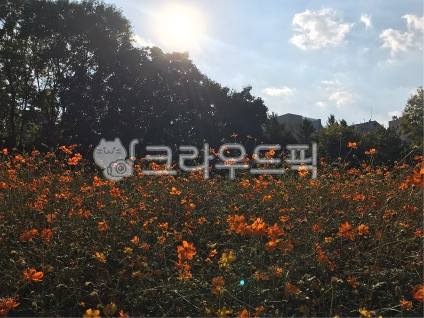 Olympic Park,flowerfield,orange flower,garden,park,olympicpark,flower,orangecolorflower