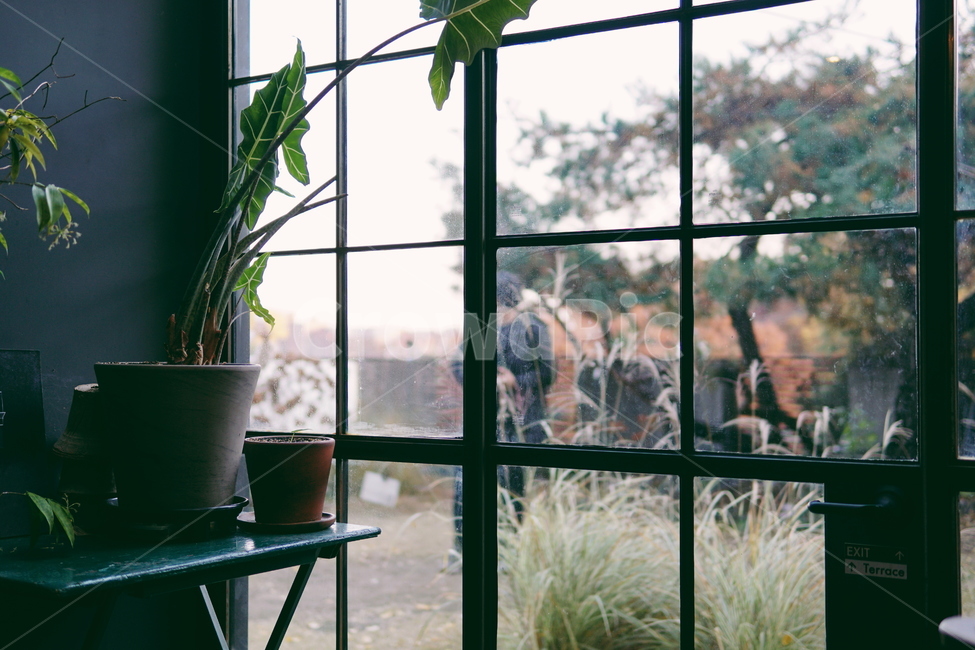 창문,window,plant,식물,화분,인테리어,실내디자인,interior design