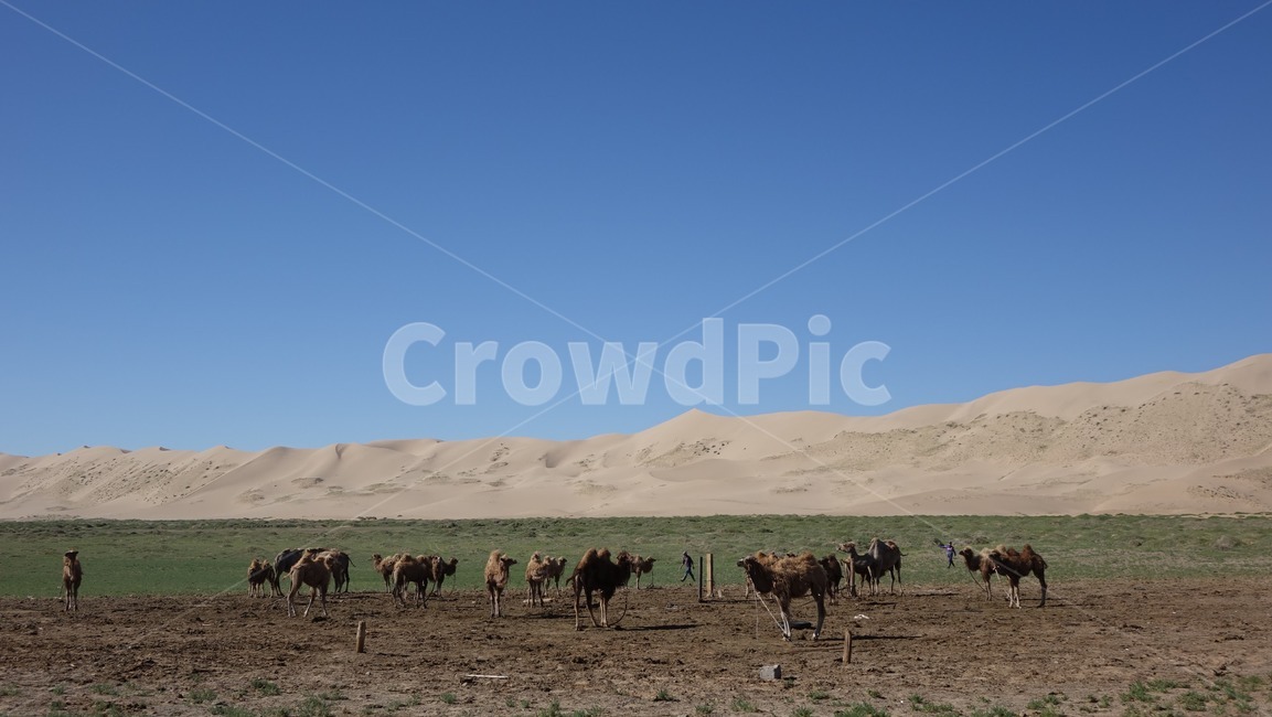 자연,모래,모래언덕,낙타,camel,sand,dune,nature,sky,blue,하늘,낙타떼,flock