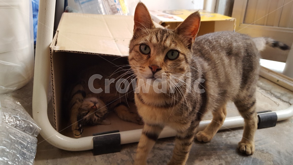 cat,고양이,길냥이,동물,애완,힐링