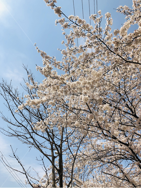 봄,꽃,벚꽃,벚꽃나무,계절꽃,계절,벚꽃개화,하얀꽃,봄,계절,spring,season,식물,자연,plants,nature,나무,trees,wood,plant,blossom,cherry blossom,flower