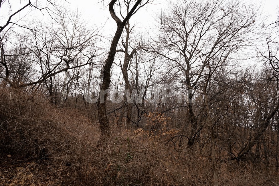산행,식물,자연,초봄,계절,풍경,landscape,nature,나무,낙엽,나무가지,trees,desolation,solitary,fallenleaves,brown,branches,자연,풍경,nature,landscape,tree,plant,ground,바닥