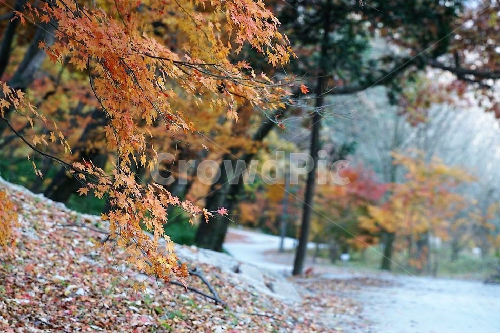 가을,단풍잎,나무,자연,계절,풍경,낙엽,nature,autumn,season,고창,선운사,냇물,노란색,길,가을,계절,fall,autumn,season,자연,풍경,nature,landscape,tree,plant,식물,leaf,잎,tree trunk,나무 줄기