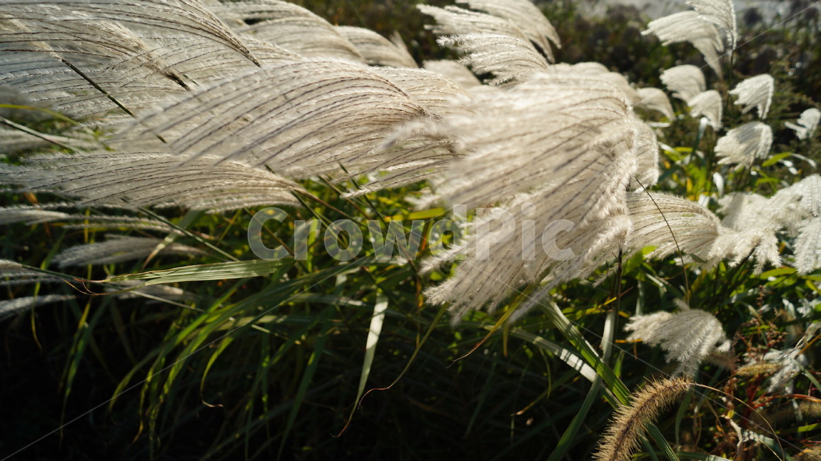 갈대,가을,녹색,하늘색,바람,식물,자연,plants,nature
