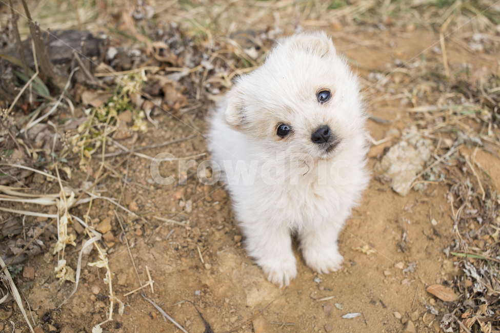 강아지,개,포유류,동물,dog,puppy,pet,animal,동물,animal,포유류,mammal,개,강아지,dog,doggy
