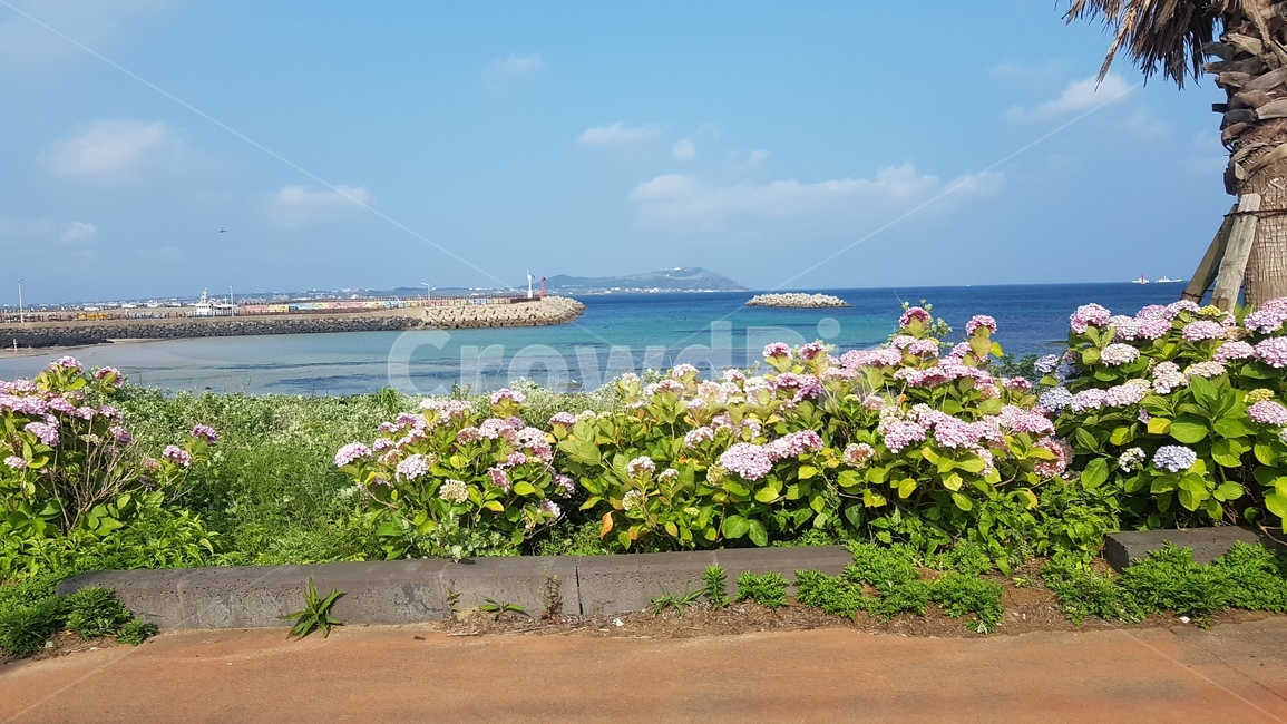 수국,해안가수국,여름꽃,bigleafhydrange,해안도로,제주수국길,여름,꽃,flower,바닷가,sea,여름날씨,계절,summer