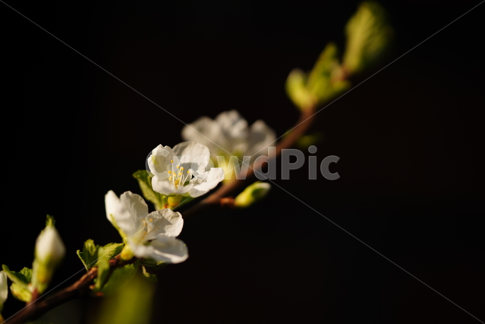 꽃,벚꽃,플라워,봄,느낌,감성,화이트,흰색,생명,생물,나무,식물,계절,flower,식물,자연,plants,nature,꽃,flower
