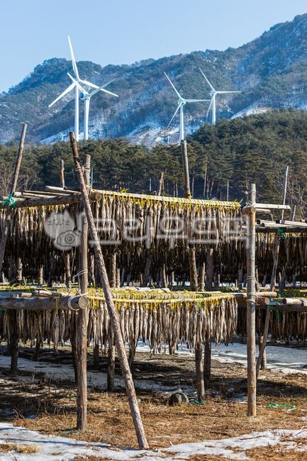 황태덕장,겨울바람,겨울,바람,말린,명태,황태,덕장,강원도,추운,날씨,말린거,말리는,건어물,황태포,황태포무침,황태국,황태찜,황태불고기,황태채,고단백,단백질,겨울식품,식품,대구과,생선,물고기,북태평양,야외,따뜻한,햇살,산,파란색,하늘,풍차,배경,winter,wind,dried,pollack,cold,protein,winterfood,food,gadidae,fish,outdoor,weather,warm,sunlight,sky,blue,driedpollack,theragrachalcogramma,alaskapollock,walleyepollock,gaduschalcogrammus,windmill