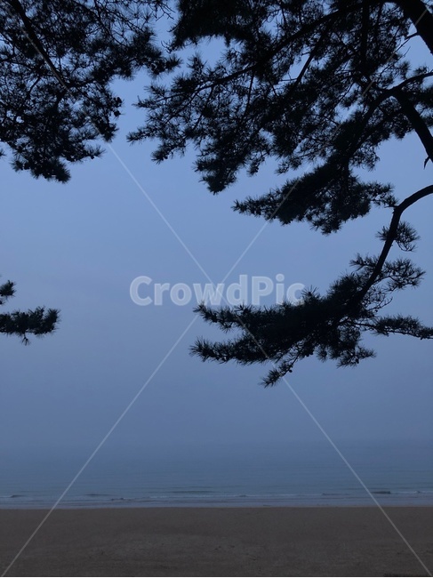 바다,고요,잔잔,풍경,자연,한국,소나무,sea,fog,안개,안면도,서해바다,nature