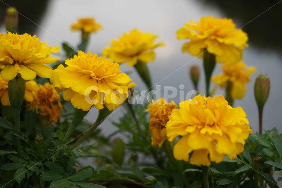 노란꽃,자연,식물,꽃,flower,식물,자연,plants,nature,꽃,flower