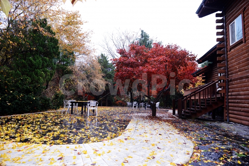 가을,계절,단풍,나무,자연,풍경,낙엽,의자,벤치,autumnal,season,autumncolors,tree,nature,landscape,scenery,scene,view,fallenleaves,deadleaves,chair,bench,가을,계절,fall,autumn,season