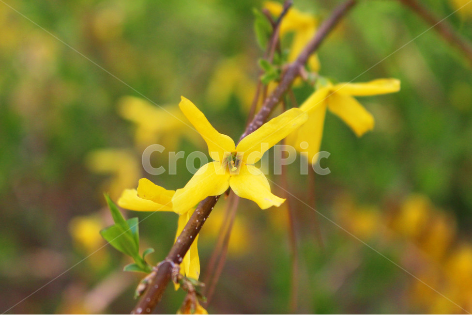감성사진,봄,꽃,풍경,자연,flower,색감,개나리,yellow,yellowflower,spring,봄,계절,spring,season,식물,자연,plants,nature,꽃,flower,plant