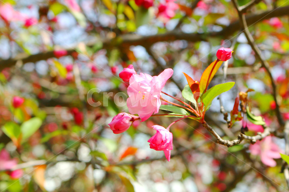 감성사진,봄,꽃,풍경,자연,flower,pink,white,light,빛,색감,하늘,sky,spring,봄,계절,spring,season,식물,자연,plants,nature,꽃,flower,plant